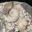 Beautiful Russian Deshayesites Ammonite #15589-1